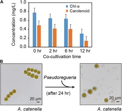 Elucidation of the Algicidal Mechanism of the Marine Bacterium Pseudoruegeria sp. M32A2M Against the Harmful Alga Alexandrium catenella Based on Time-Course Transcriptome Analysis